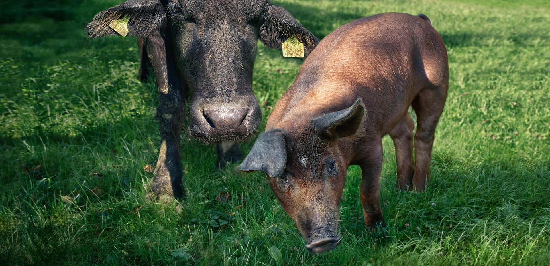 FAI_Header_Alblinsenschwein_1920x930